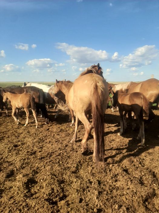 Продажа лошадей Астана