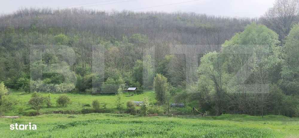 Padure Salcam, 120000Mp, Bradesti