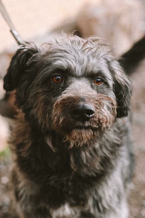 Отдам в добрые руки