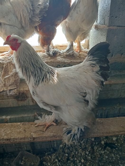Куры петухи брама