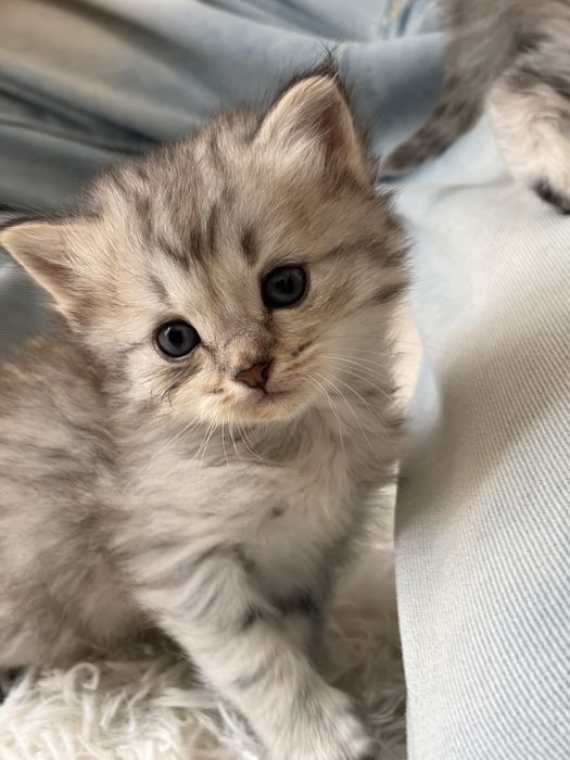 котята скоттиш страйт