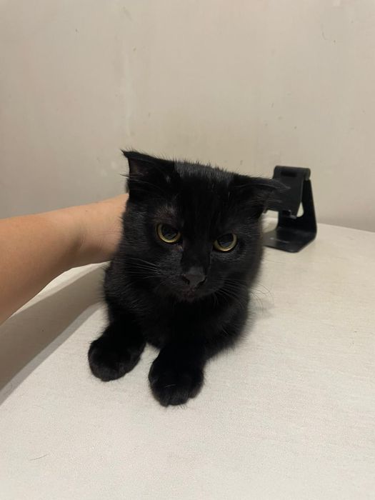 Шотландский вислоухий  black