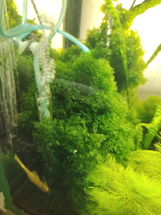 Продам аквариумное растения