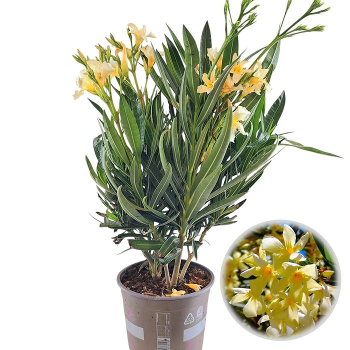 Leandru ( avem toate culorile in stoc )