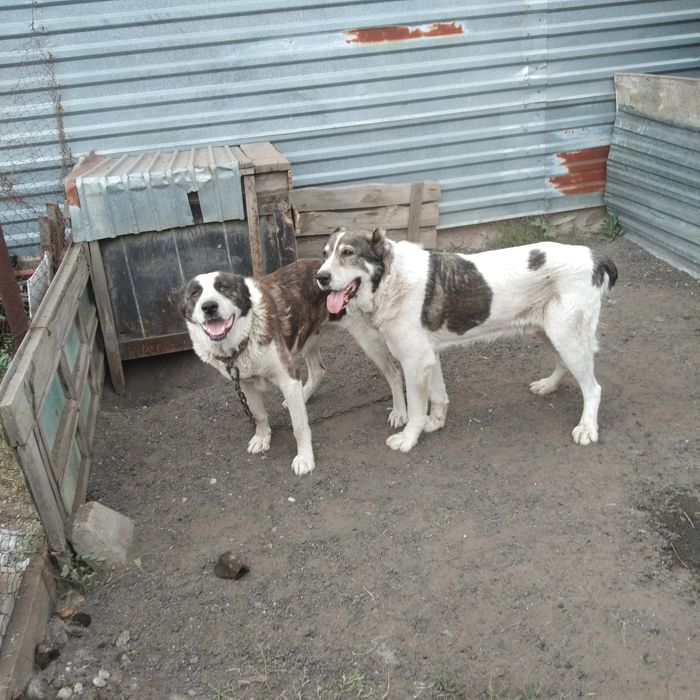 Щенки алабай, 2,5 месяца