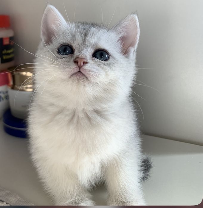 Чистокровные британские шиншиллы