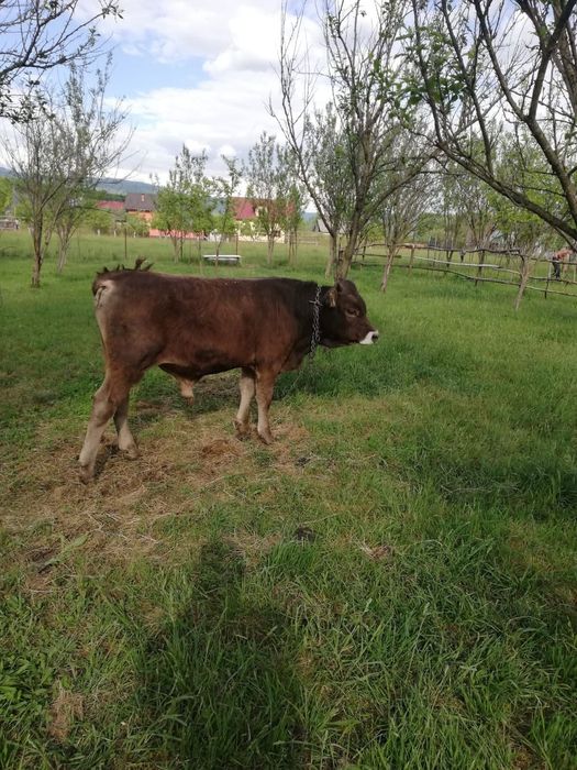 Vitei de vanzare