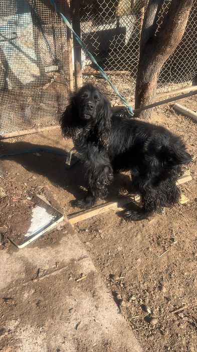 Охотничый породистый