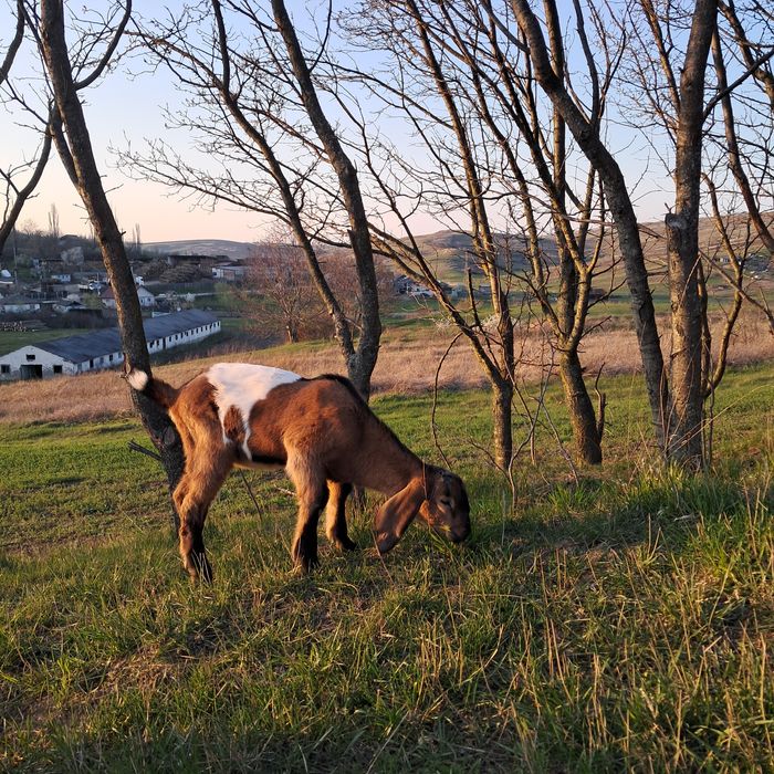 De vanzare tap anglonubian