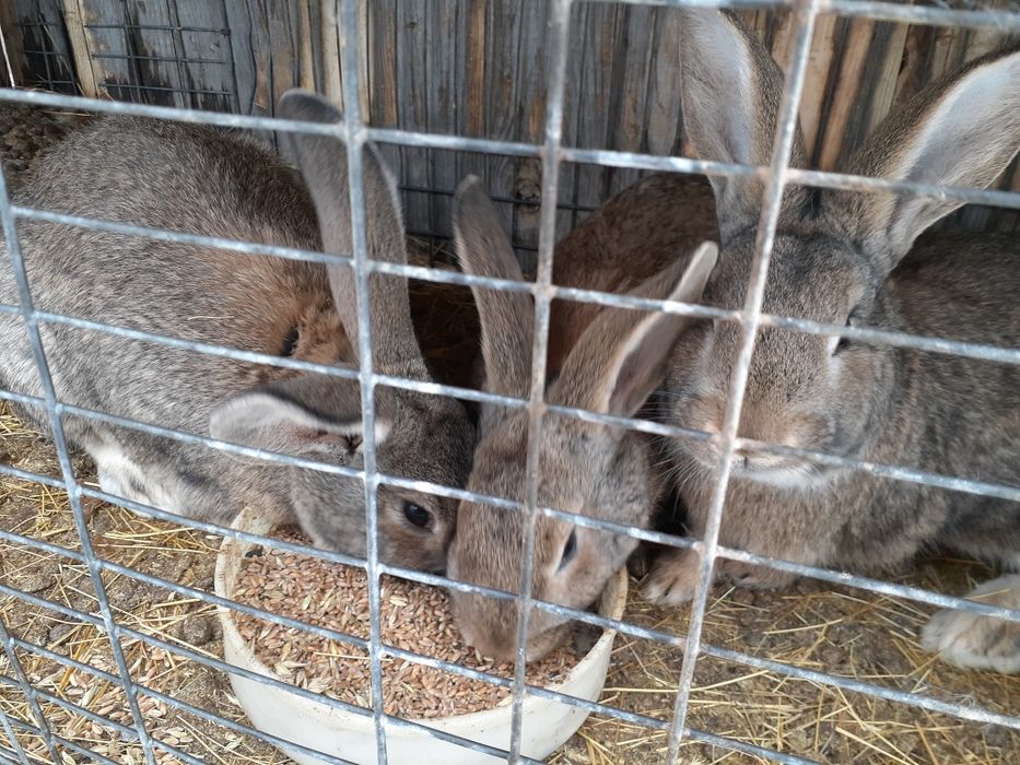 Продам молодых кроликов