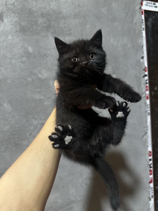 Котята скоттиш страйт, чистая порода.