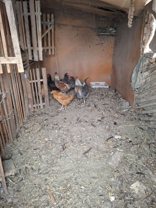 Продам домашних петухов