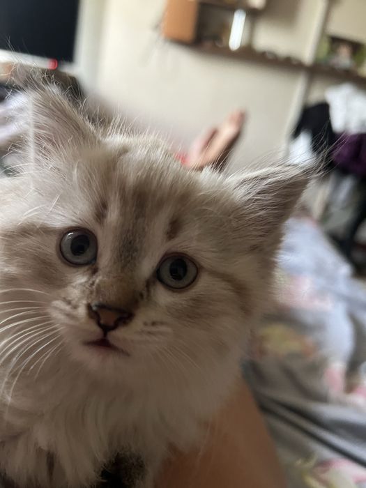 Продаю котенка девочка 7 недель.