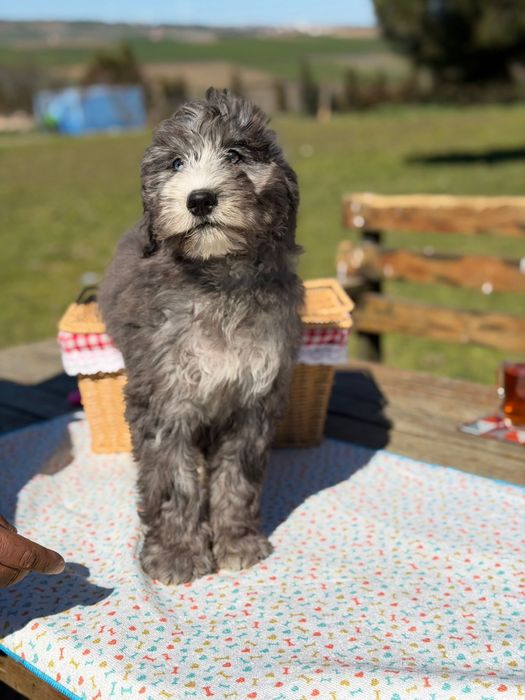 Bernedoodle/ Labradoodle