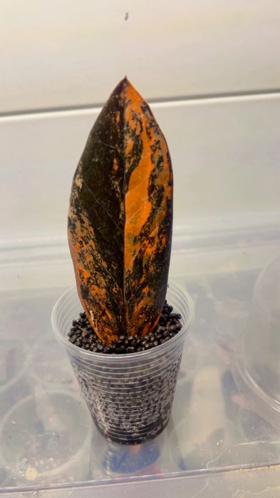 Замиокулькас вариегатный от 35000 тысяч тенге и дороже разные сорта