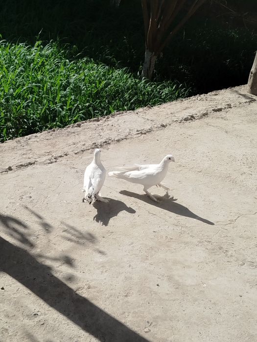 Кабутарлар сотилади жуфлик