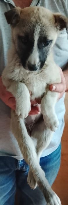 Срочно отдам 2-х щенков девочек