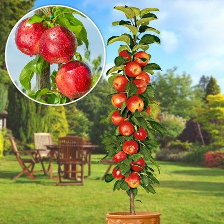 Pomi Fructiferi Columnari  soiri de meri