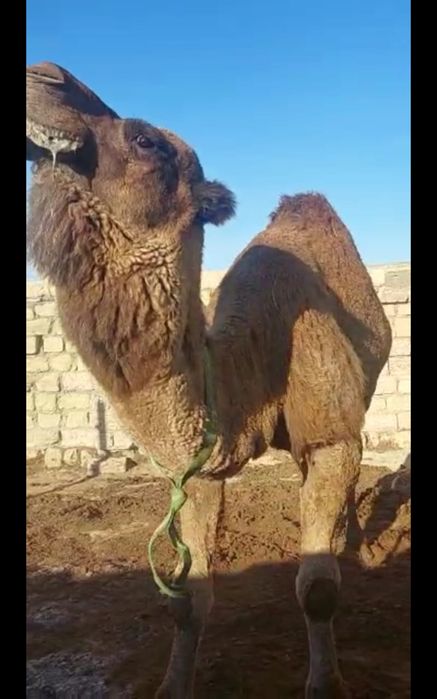 Үлек сатылады ! Актауга жеткізу бар -тегін