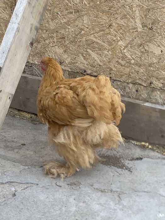 Продам два петушка палевых