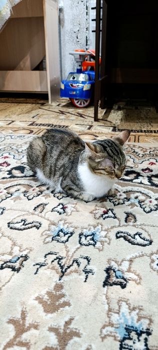 Отдам в добрые руки к лотку приручен