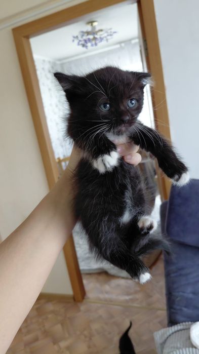 Отдам котят можно всех с кошкой