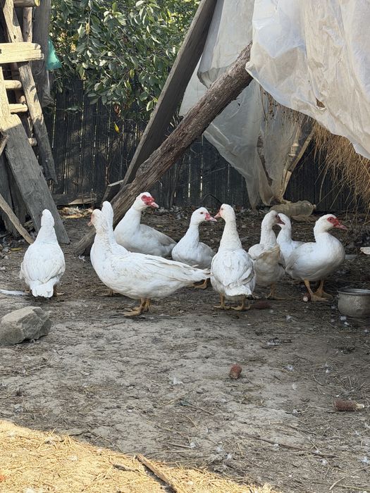 Gâște / Rațe de curte