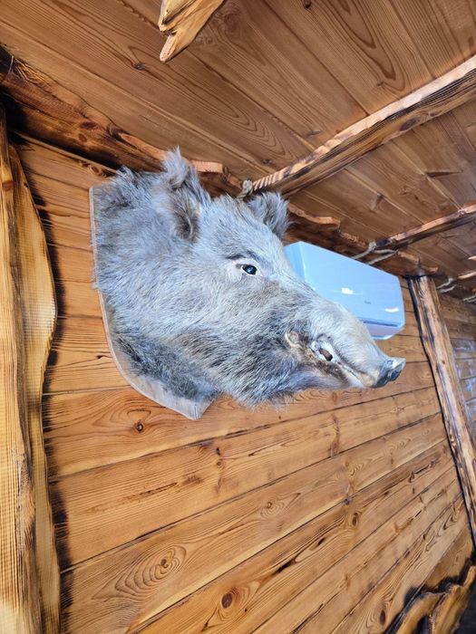 Чучело головы кабана