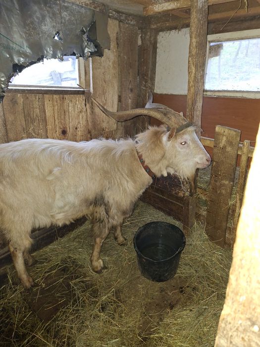 Tapi de vânzare unul de 1 an si unul de 3!