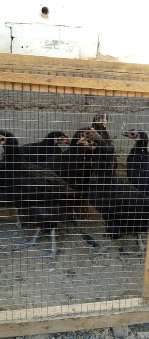 Кора Шахзода жужалар сотилади