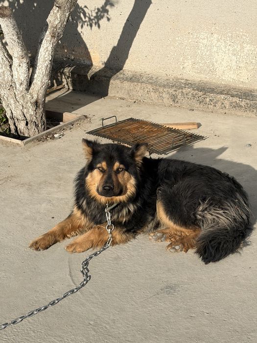 Овчарка 10 месяцев мальчик