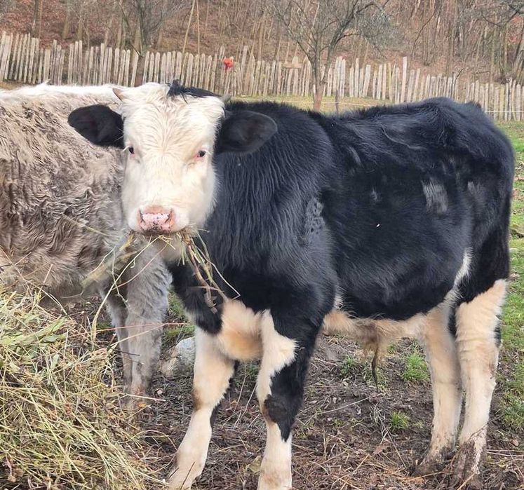 Vitel deosebit - Angus/Baltata, Vaideeni Valcea - de vanzare