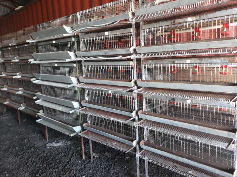 Клетки для перепелов