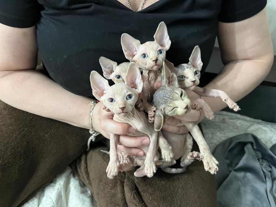 Канадские сфинксы