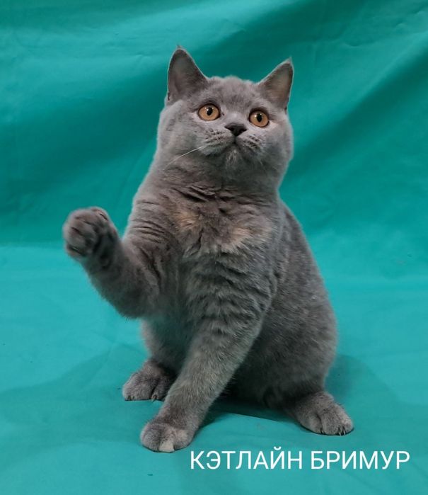 Британские котята! Питомник.