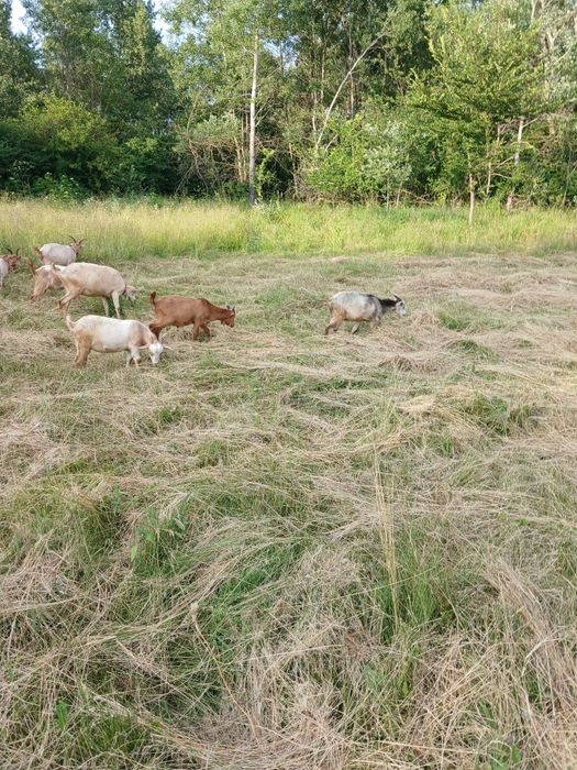 Vând iezi, 250 lei bucata (aprox 20 kg)