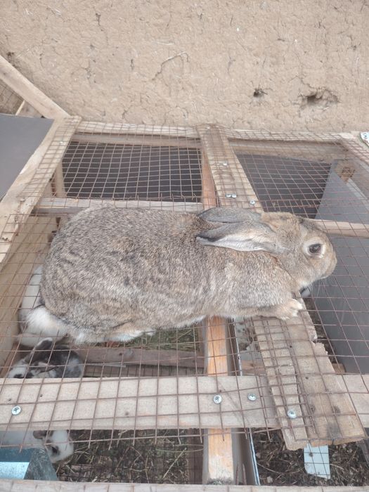 Quyon va quyon bollari