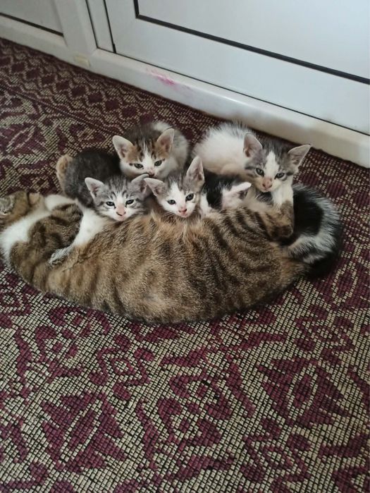 Домашни любимци котета