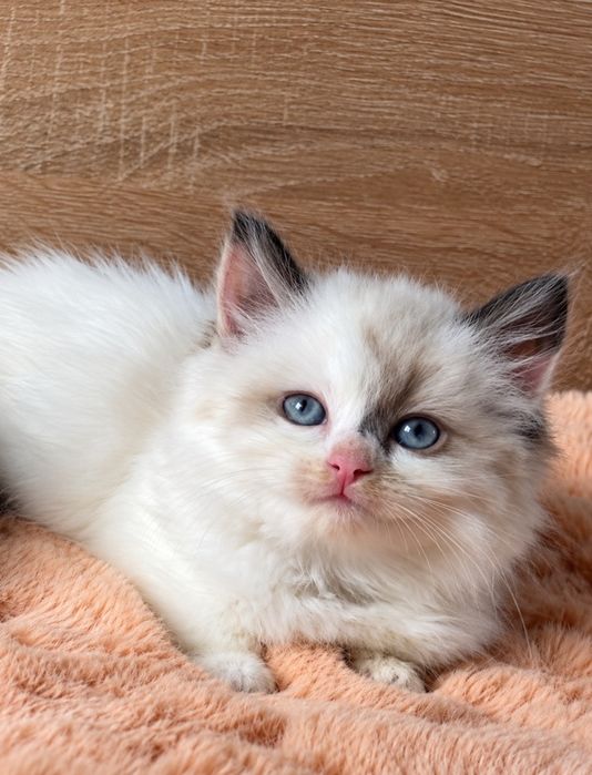 Рагдол Регдол Ragdoll