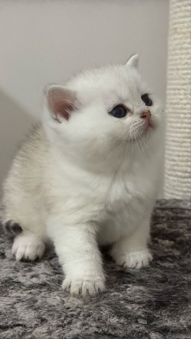 Британская шиншилла!