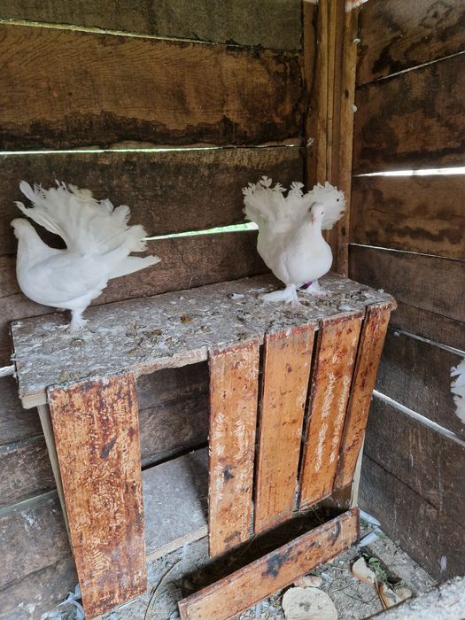 Vand voltați maghiari