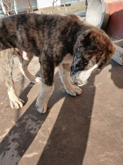 Продаётся алабай щенок , уши хвост купированы , кушает самостоятельно