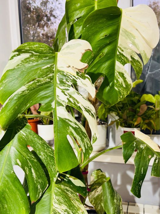 Срезы Монстеры альбы