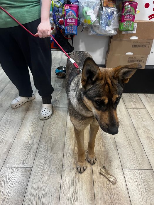 Красотка Альфа ищет дом.