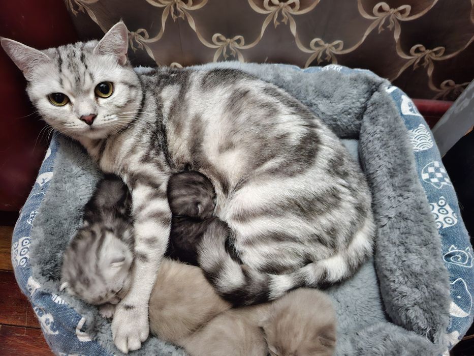 Котята шотландцы