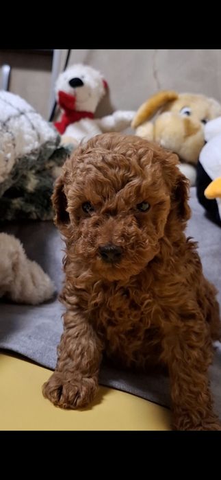 Pudel toy cu pedigree FCI