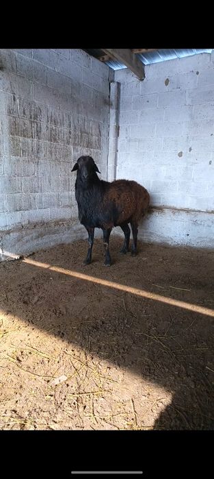 Продам Кошкара породы Гиссар!