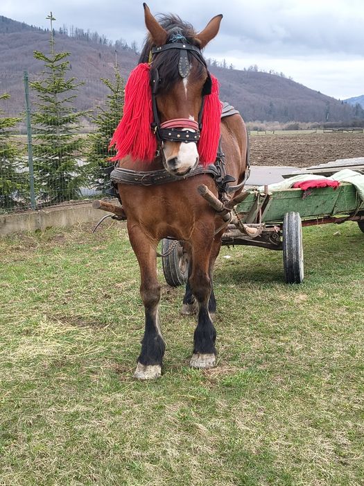 Iapă de 4 ani are 1,85m și 800kg