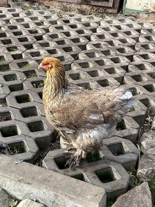 Pereche găini brahma