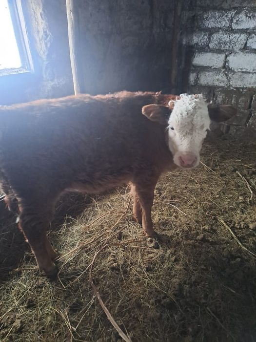 Продам подсосных телят